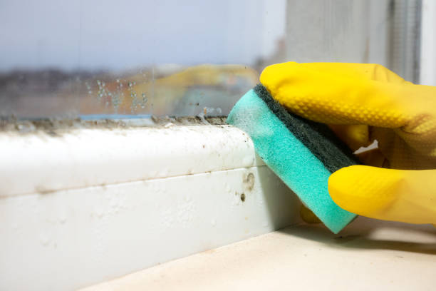 Best Black Mold Removal  in Little Walnut Village, NM