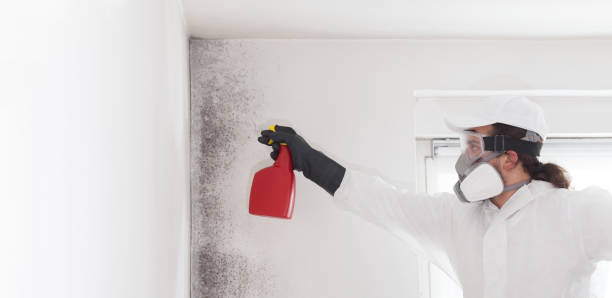 Best Mold Cleaning Services  in Little Walnut Village, NM